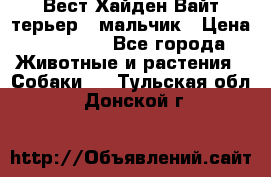 Вест Хайден Вайт терьер - мальчик › Цена ­ 35 000 - Все города Животные и растения » Собаки   . Тульская обл.,Донской г.